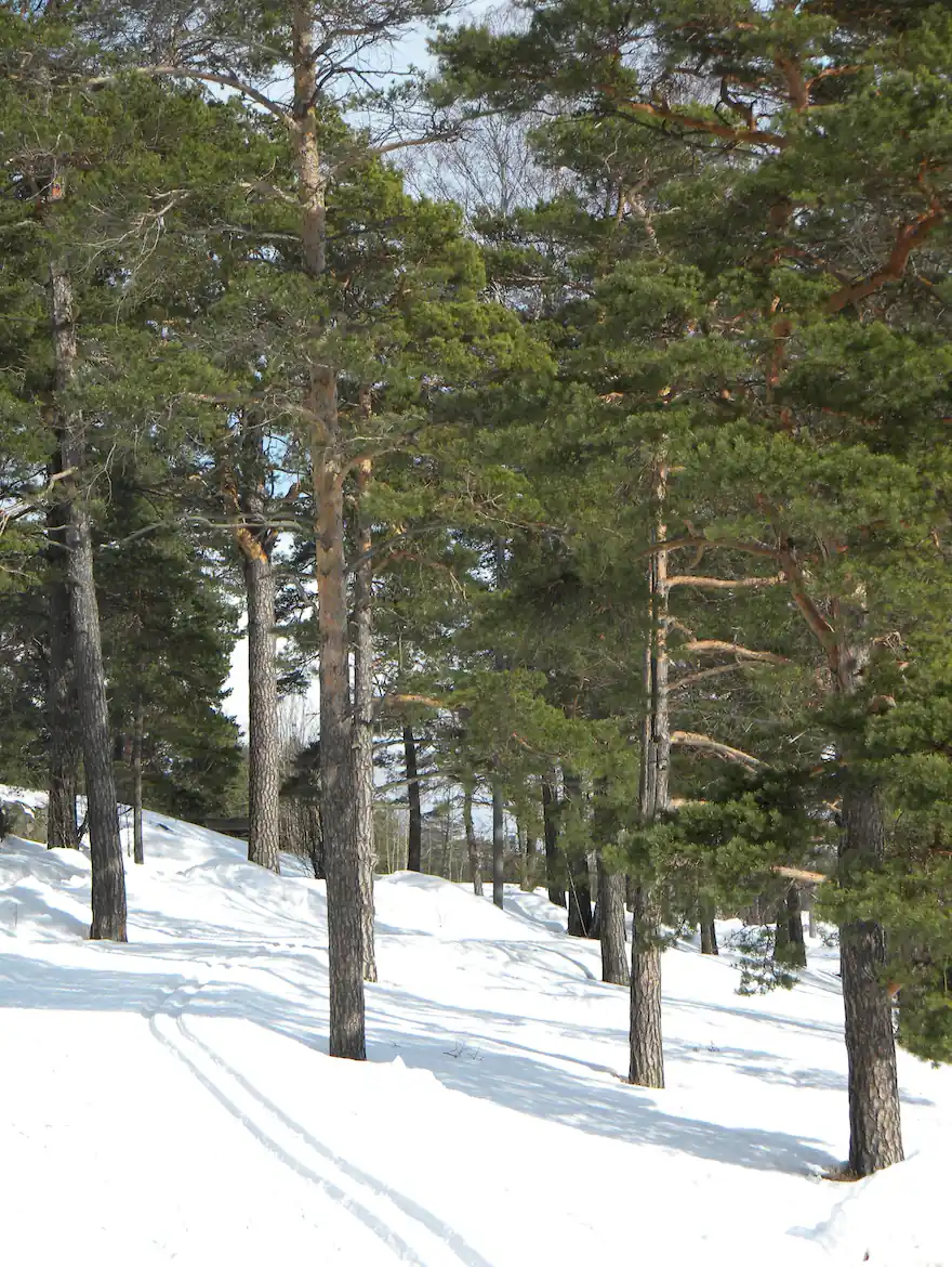 Kaksi hiihtouraa mäntymetsässä pakkaslumessa